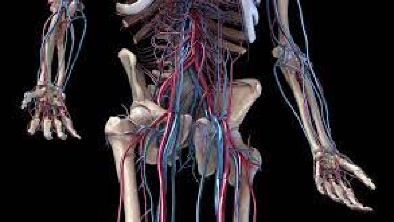 Venous Stents Market 2022 Major Key Players and Industry Analysis Till 2028