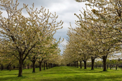 What are Common Tree Problems in Spring? | TreeNewal