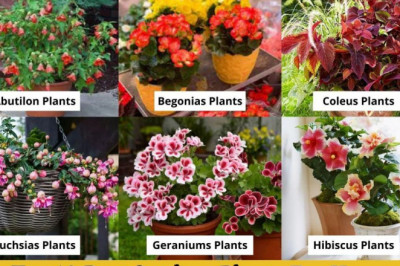 10 Best Outdoor Plants For Home | Top Outdoor House Plants