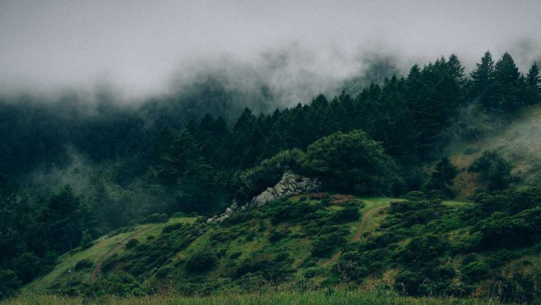 15 best pinterest boards of all time about thc syringe price