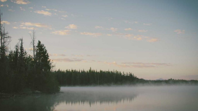 20 insightful quotes about runtz flower strain