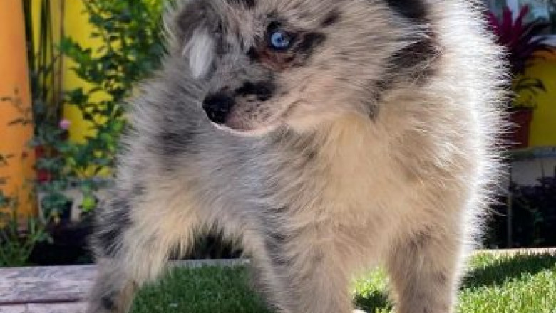 Buy Teacup Pomeranian Puppies Online .