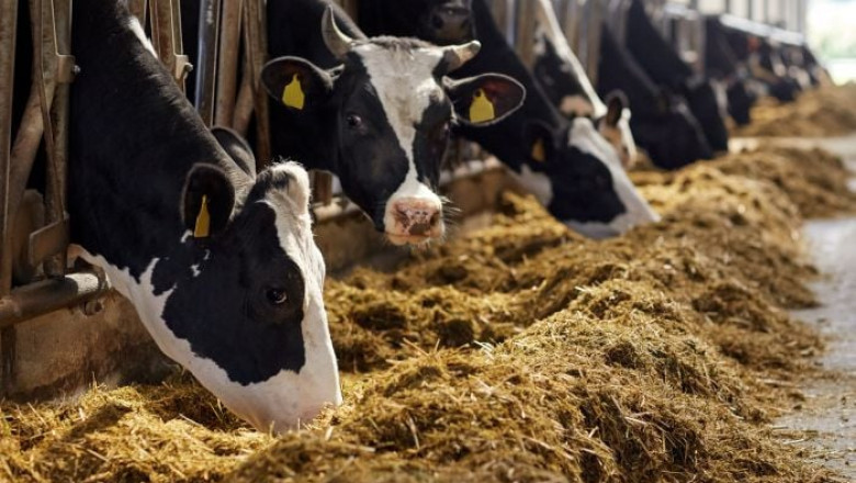 Middle East & Africa Animal Feed Additive Market Share, Growth, Size and Forecast