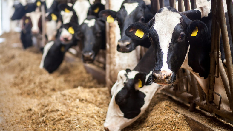 South America Animal Feed Additive Market Share, Growth, Size and Forecast