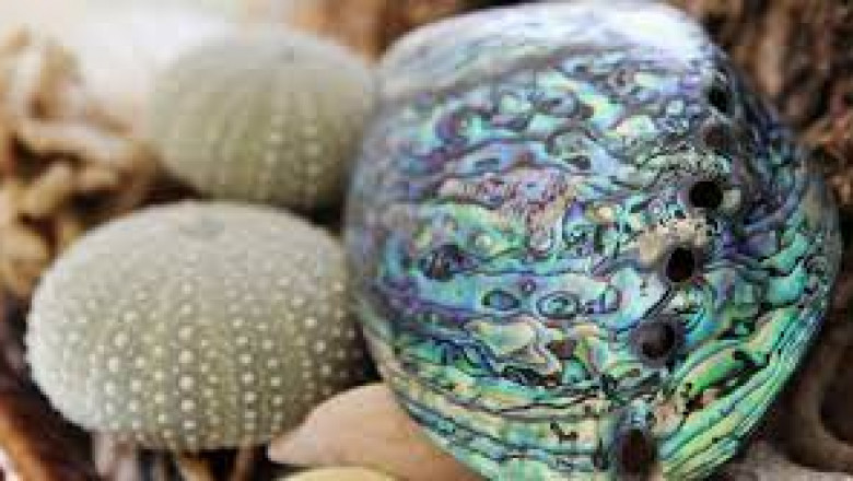 Top 7 Abalone Shell Healing Properties