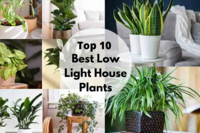 20 Best Low light Houseplants | Top Low Light Indoor Plants