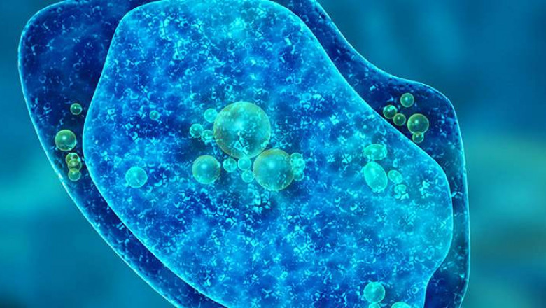 Covid-19 Impact on Single Cell Analysis Market, Forecast 2022-2028
