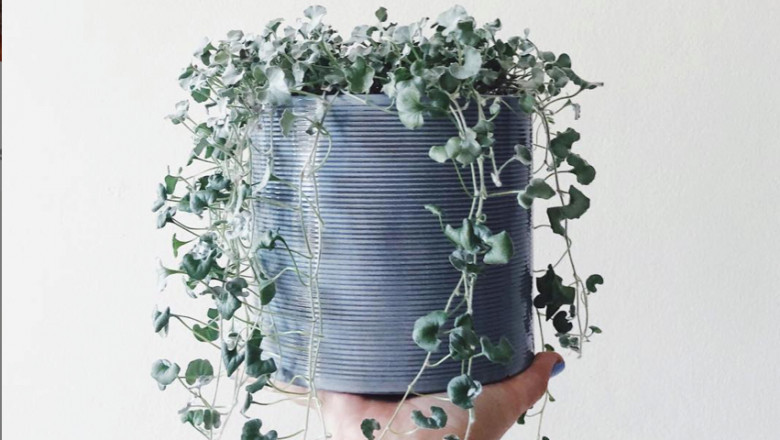 Does dichondra live through the winter?