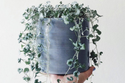 Does dichondra live through the winter?