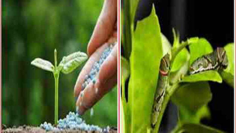 Global Bio Pesticides Market Share, Size, Trends, Growth and Forecast