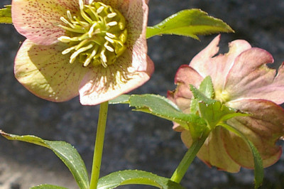 Global Plant Antifreeze Market Report, Latest Trends, Industry Opportunity & Forecast to 2028