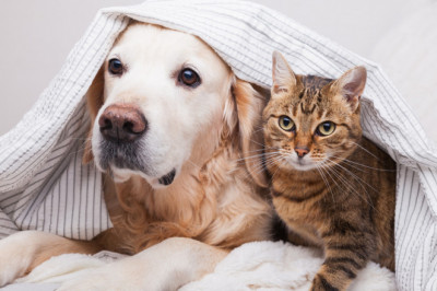 Reasons Why Dogs Are Better Than Cats As Pets