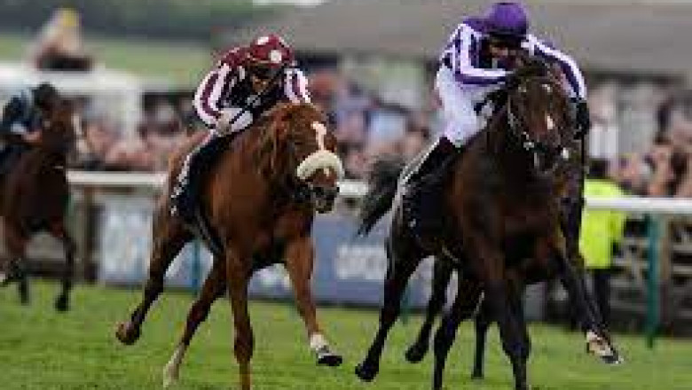 Elevate Your Game Pro Tips for Successful Horse Race Wagering