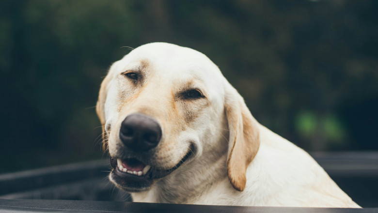 How to Choose the Right Products for your personal Aging Dog
