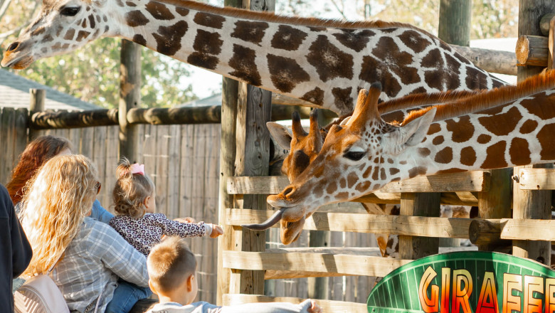 Exploring Wildlife Wonders: A Day at Gulf Breeze Zoo and Gulfarium Marine Adventure Park
