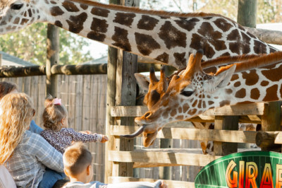 Exploring Wildlife Wonders: A Day at Gulf Breeze Zoo and Gulfarium Marine Adventure Park