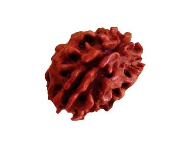 2 Mukhi Rudraksha