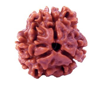 3 Mukh Rudraksha