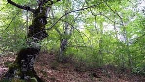 Forest Management Services