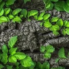 Sylviculture Activities