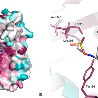 Beta-lactam and Beta-lactamase Inhibitors Market