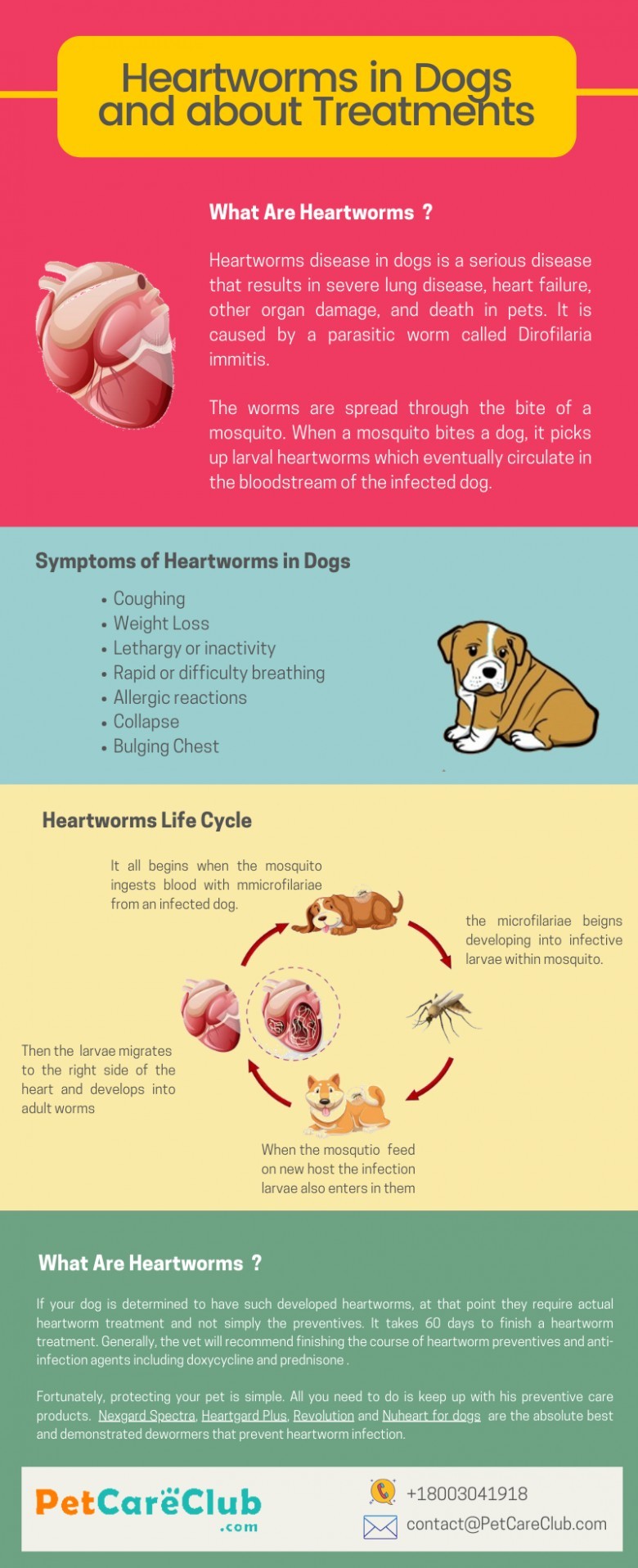 Heartworms Infographics