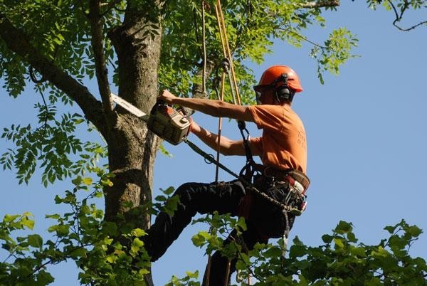Tree-Fellers-Cape-Town-Services