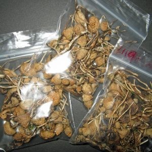 Buy Liberty caps mushroom