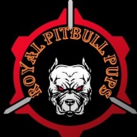 pitbullpups