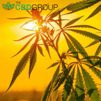 CBDGroup360