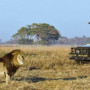Falconsafari