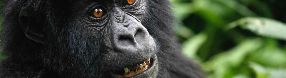 gorilla trekking Uganda