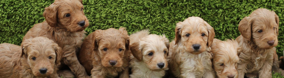 Australian labradoodles