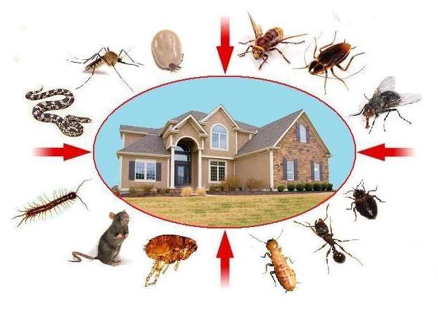 Control Bed Bug & Cockroach with pest Control service