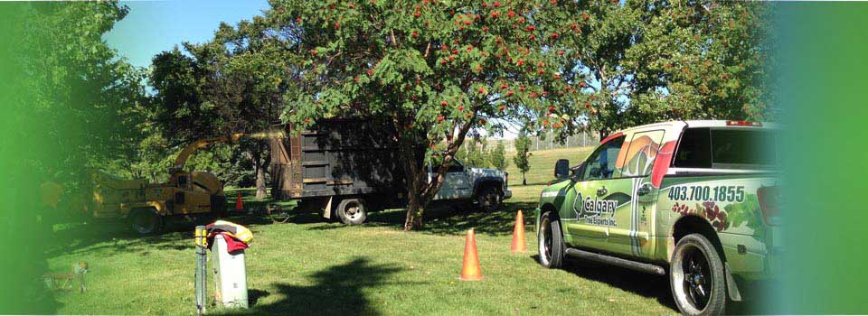 Calgary Tree Experts Inc | Tree Removal & pruning Services Calgary