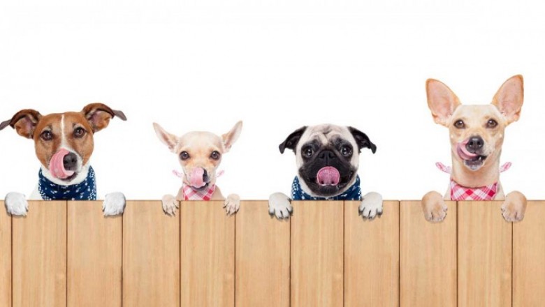 Mobile Grooming Dubai | Pet Grooming Dubai