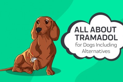 Tramadol for dogs - Buy tramadol for dogs online | 100mg tramadol