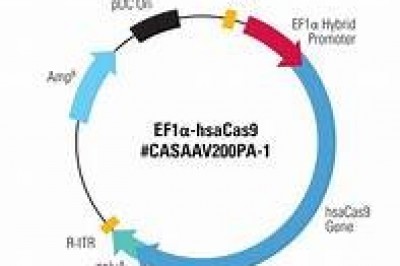 AAV vector system Introduction (Adeno-associated virus)