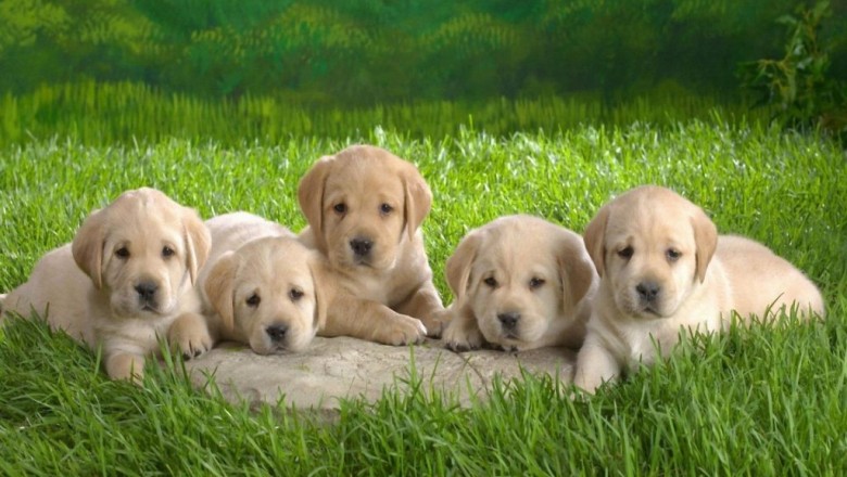 Cheap Rottweiler puppies for sale