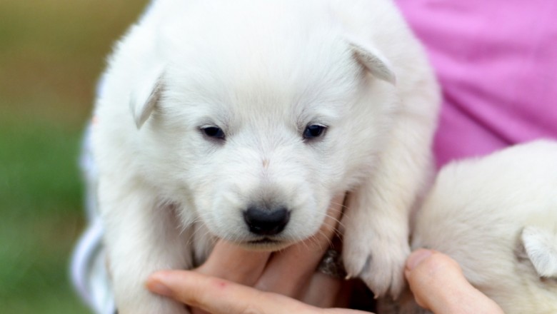 Buy Puppies Online