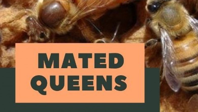 Bee Keeping Essentials