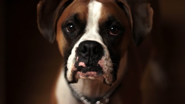 5 Facts to Consider When Buying Dog Cages