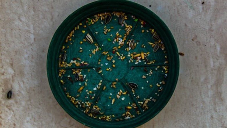 How to Look for Bird Food Online?