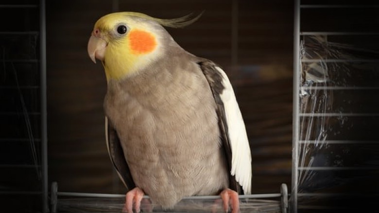 5 Advantages Offered by the Right Pet Warehouse