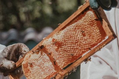 Manuka Honey Healing
