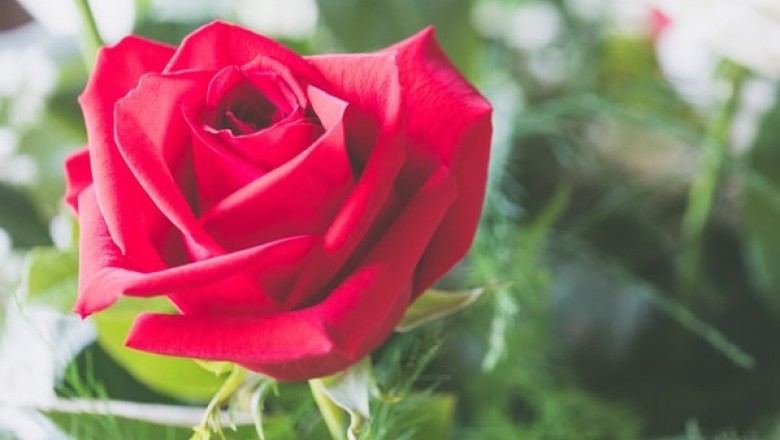 How to Get Creative with Sola Flowers?
