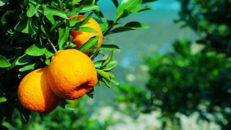 Citrus Aurantium (Orange) Liquid Extract