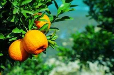 Citrus Aurantium (Orange) Liquid Extract