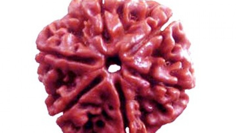 6 Mukhi Rudraksha