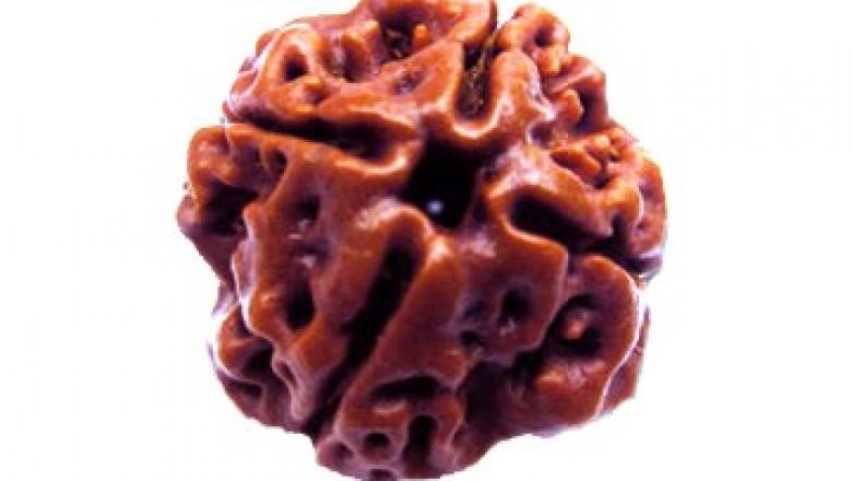 4 Mukhi Rudraksha